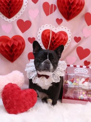 20240202スミレちゃん